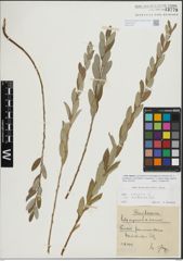 Foto von Salix repens L.